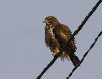 Common Buzzard (Buteo buteo)