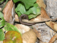 : Batrachoseps attenuatus; California Slender Salamander