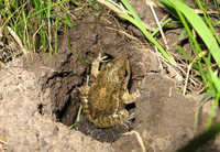 : Leptodactylus latinasus