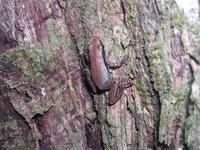 : Pseudacris brimleyi; Brimley's Chorus Frog