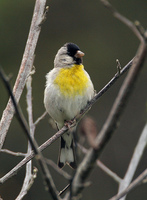 : Carduelis lawrencei; Lawrence's Goldfinch