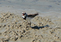 : Elseyornis melanops; Black-fronted Plover