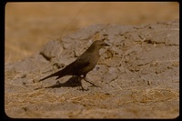 : Euphagus carolinus; Rusty Blackbird