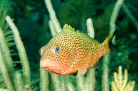 : Epinephalus guttatus; Red Hind