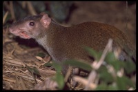 : Dasyprocta sp.; Agouti