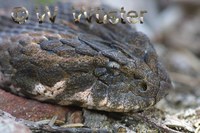 : Acanthophis antarcticus; Common Death Adder