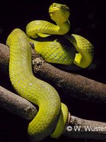 : Cryptelytrops albolabris; White-lipped Pitviper