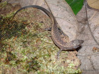 : Leposoma scincoides