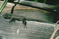 : Urosaurus nigricaudus; Black-tailed Brush Lizard