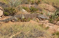 : Varanus giganteus; Perentie