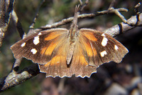 : Libytheana carinenta; American Snout Butterfly