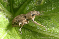 : Pantomorus cervinus; Fuller Rose Beetle