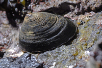 : Lottia pelta; Shield Limpet