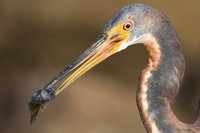 Tricollored Heron - Hydranassa Tricolor - Garceta tricolor