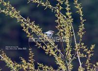 Silky Starling - 비단찌르레기, 은빛찌르레기, 붉은부리찌르레기