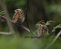 노랑눈썹멧새(yellow-browed bunting)