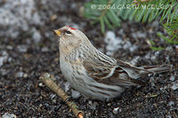 hoary redpoll