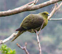 A Whistling Green Pigeon photographed during a FONT tour in Amami