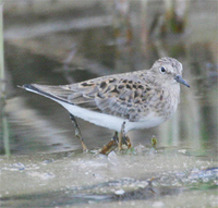 Temminck's Stint