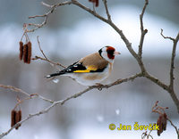 Photo of stehlík obecný, Carduelis carduelis, Goldfinch, Stieglitz.