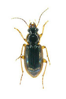 キベリゴモクムシ　4 exs. Anoplogenius cyanescens
