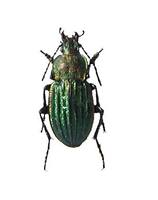 Carabus nitens