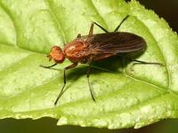 Pelidnoptera fuscipennis