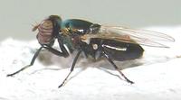Physiphora alceae