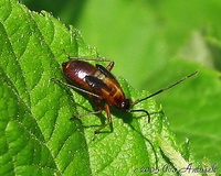 Deraeocoris ruber