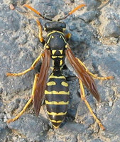 Polistes dominulus