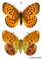 Brenthis daphne - Marbled Fritillary