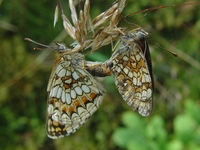 Melitaea athalia - Heath Fritillary