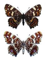 Araschnia levana levana f. porima - Map Butterfly