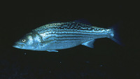 Morone saxatilis, Striped bass: fisheries, aquaculture, gamefish