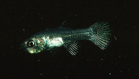 Pseudamia amblyuroptera, White-jawed cardinalfish:
