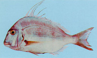 Argyrops filamentosus, Soldierbream: fisheries