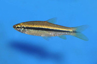 Rasbora argyrotaenia, Silver rasbora: aquarium