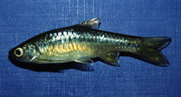 Rasbora lateristriata, Yellow rasbora: aquarium