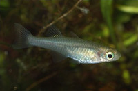 Pseudomugil mellis, Honey blue-eye: aquarium