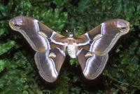 Samia cynthia - Ailanthus Silkmoth