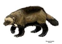 Image of: Gulo gulo (wolverine)