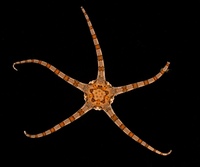 Ophiolepis elegans