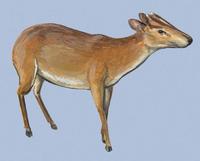 Image of: Muntiacus atherodes (Bornean yellow muntjac)