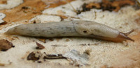Deroceras praecox