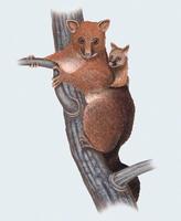 Image of: Phalangeridae (brushtail possums and cuscuses)