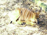 Image of: Tragelaphus angasii (nyala)