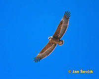 Terathopius ecaudatus - Bateleur