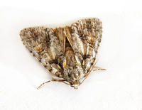 Image of: Acronicta