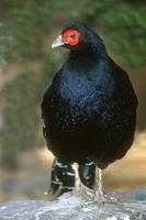 Syrmaticus mikado - Mikado Pheasant