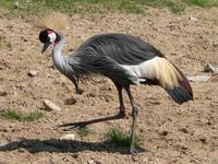 Balearica regulorum - Grey Crowned-Crane